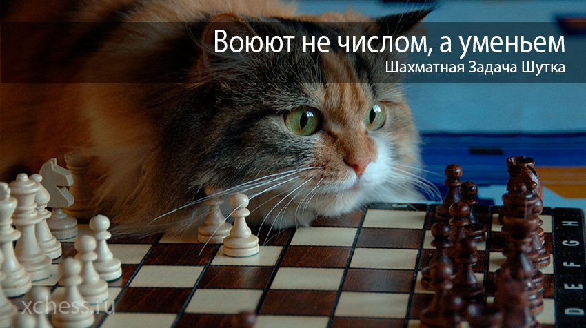 Шахматная Задача Шутка